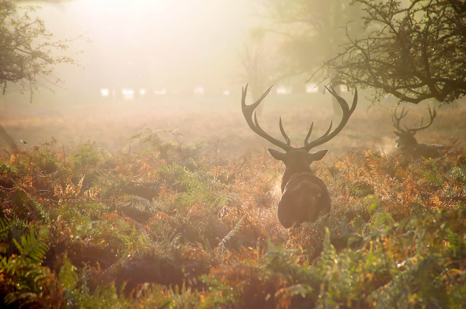 Deer in Richmond park, London