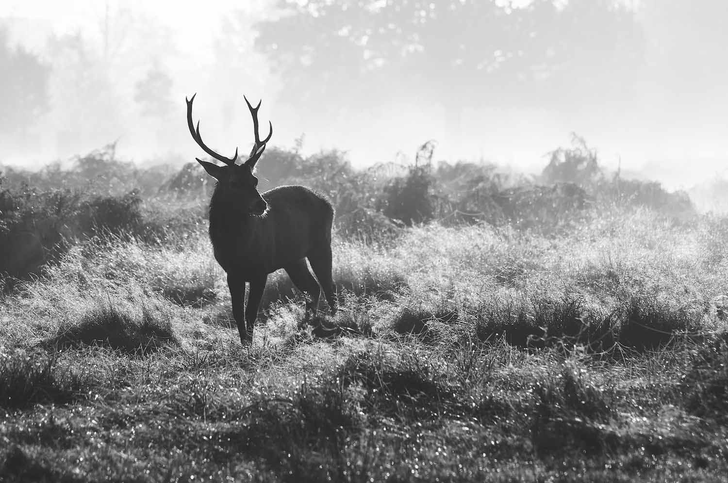 Deer in Richmond park, London