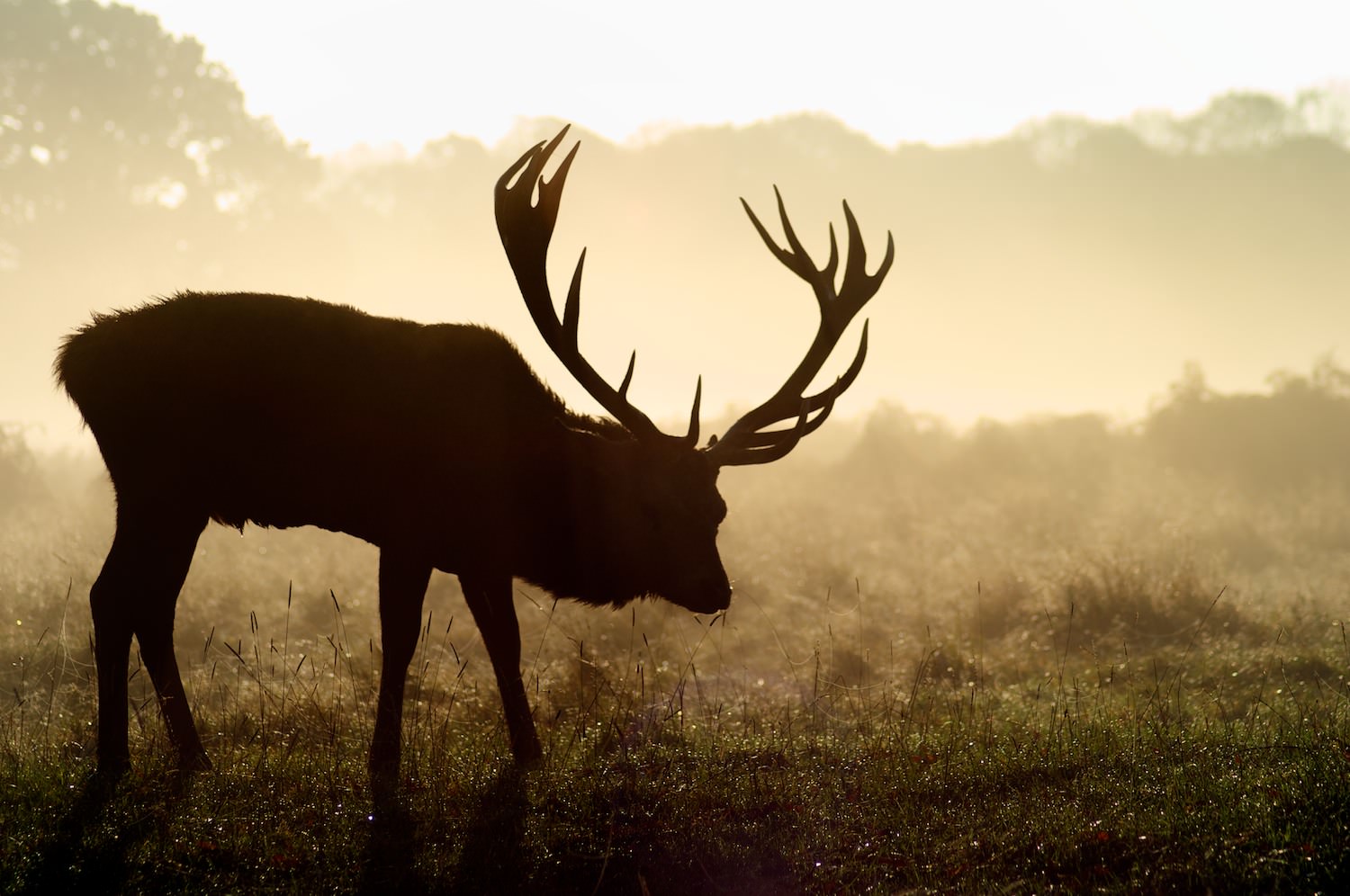 Deer in Richmond park, London