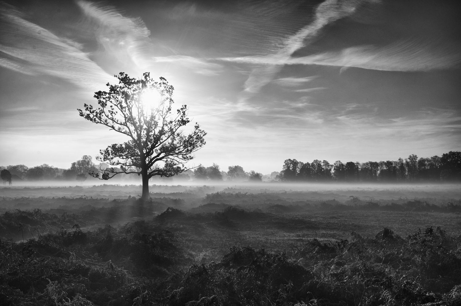 Bushy park in London